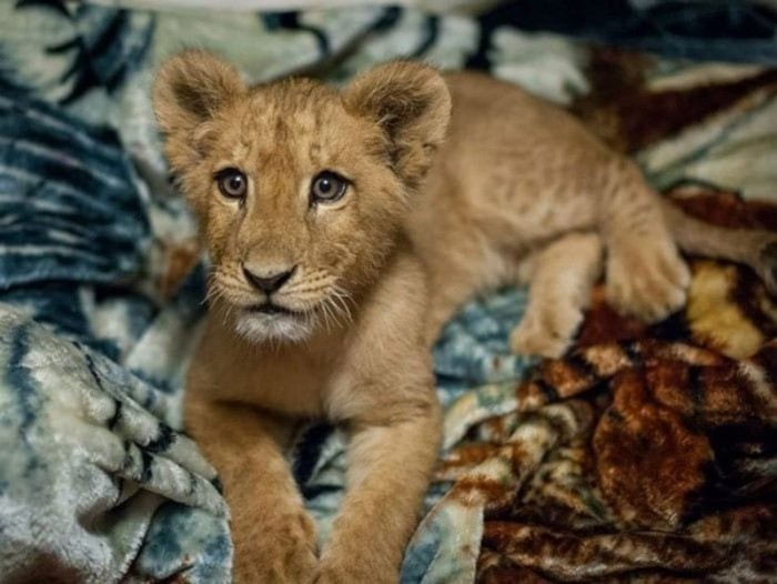 Спасенный львёнок не может спать без одеяла, несмотря на то, что он уже вырос