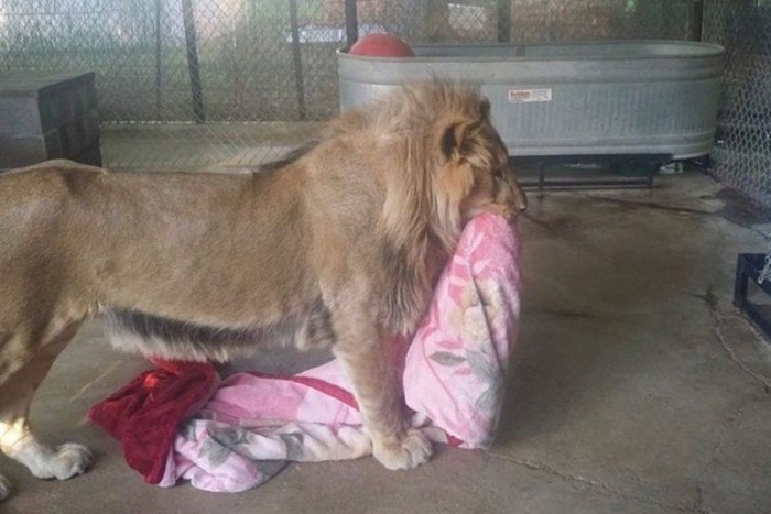 Спасенный львёнок не может спать без одеяла, несмотря на то, что он уже вырос