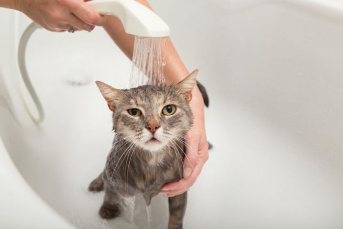 Сальный хвост у кошек: причины, лечение, профилактика