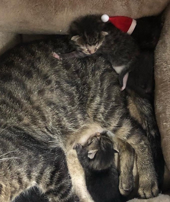 Бродячую кошку спасли в канун Рождества и уже к утру она стала мамой