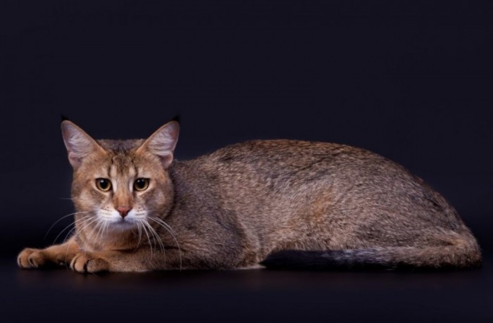 10 редких пород домашних кошек, поражающих своей красотой