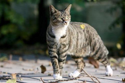 10 редких пород домашних кошек, поражающих своей красотой
