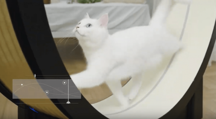 Корейцы придумали умный тренажёр для толстых котов. Осталось убедить пушистых, что они хотят худеть