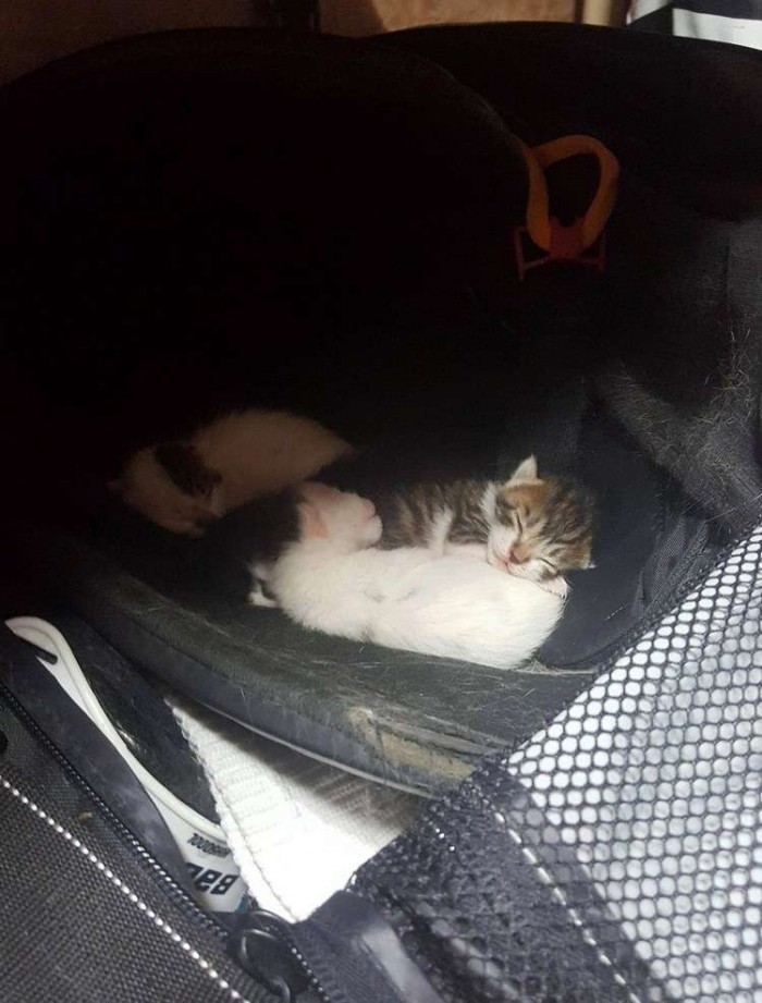 Бездомная кошка оставила необычный сюрприз в сумке хоккеиста. Милота
