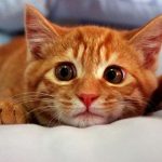 Как вылечить насморк и чих кота в домашних условиях