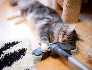 Как вылечить насморк и чих кота в домашних условиях