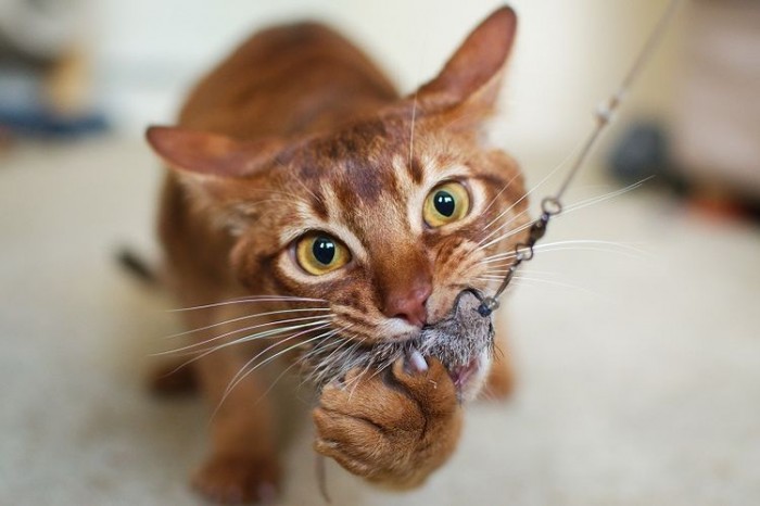 10 самых опасных пород кошек в мире