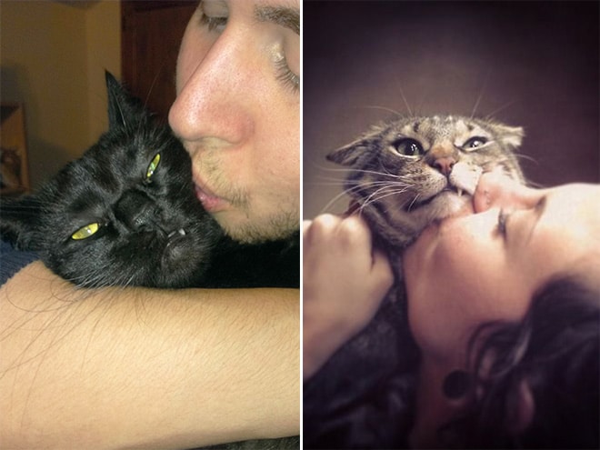 15 котов, которые терпеть не могут целоваться-обниматься
