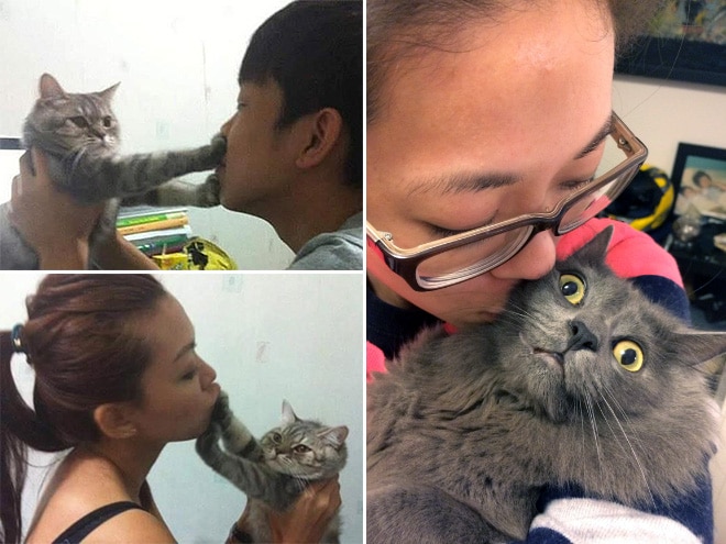 15 котов, которые терпеть не могут целоваться-обниматься