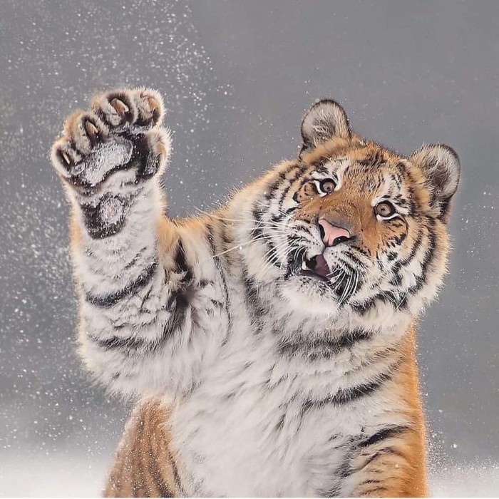 Тигр так игрался в снегу, что стал героем битвы фотошоперов. Ведь его морда хороша не только в лесу