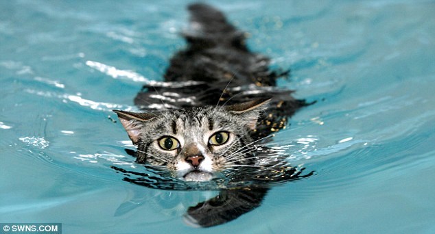 Невезучий парализованный кот научился ходить благодаря плаванию