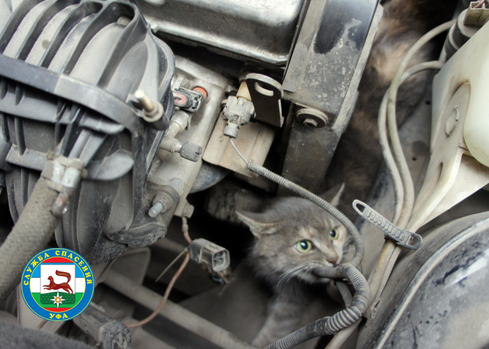 В Уфе отряд спасателей вытащил застрявшего под капотом автомобиля кота