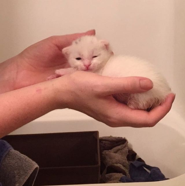 Умильная история про белоснежного котёнка и его добрую приёмную маму