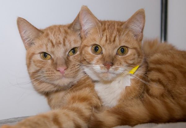В Британии спасли 11 рыжих котов, засунутых в маленькие картонные коробки