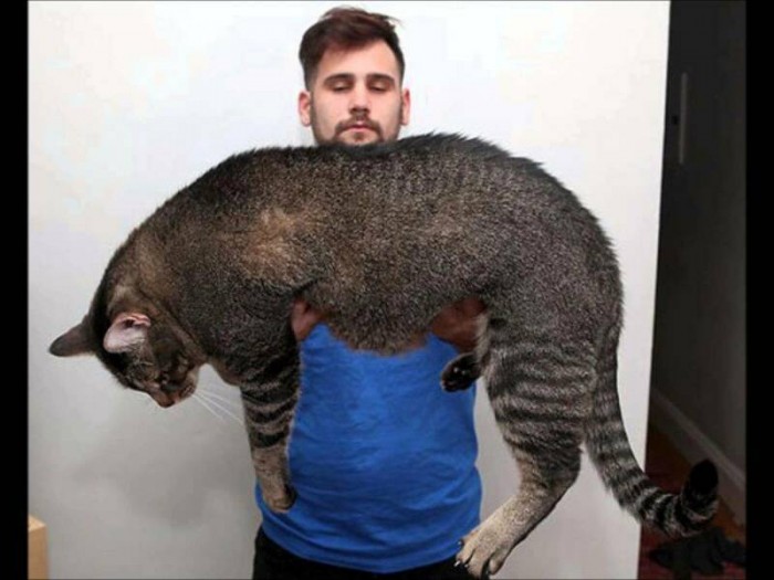 Самые большие котейки в мире
