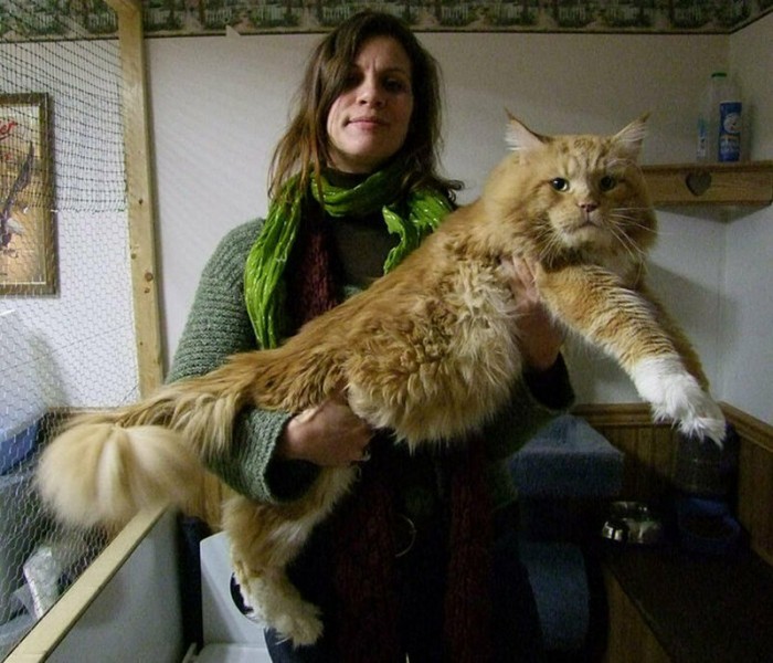 Самые большие котейки в мире
