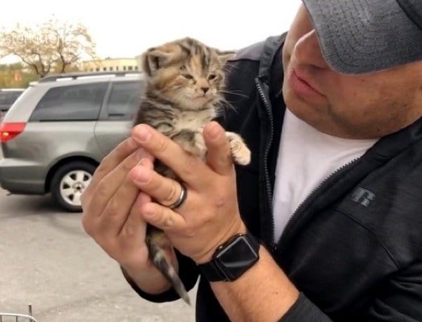 Трехнедельный котенок блуждал по городу, пока не встретил доброго человека