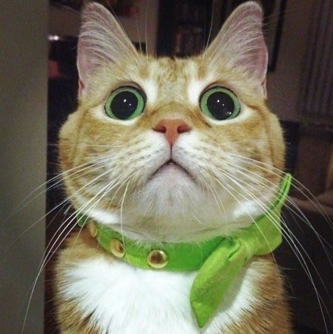Фото подборка специально для любителей рыжих котиков