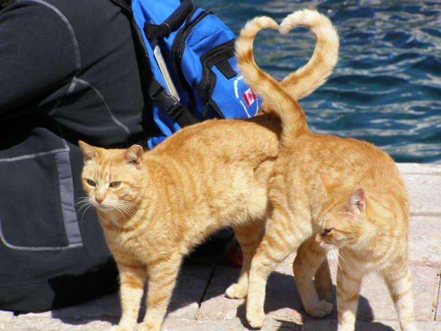 Фото подборка специально для любителей рыжих котиков