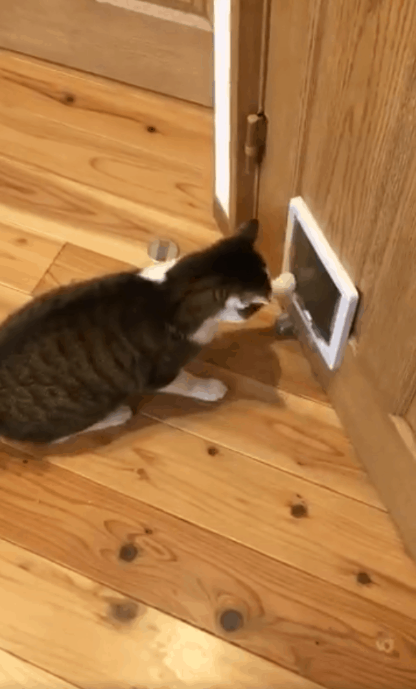Художник установил специальное устройство, чтобы не дать котику войти в комнату. Но победили лапки
