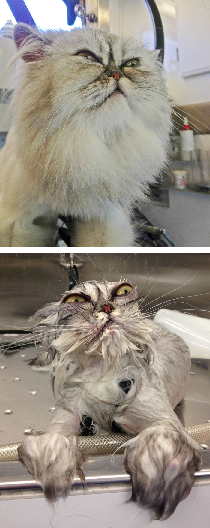 20 котов страдальцев, которые не в восторге от водных процедур