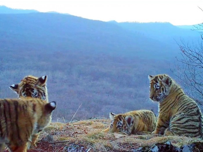 В "Земле леопарда" засняли уникальное видео с четырьмя играющими тигрятами