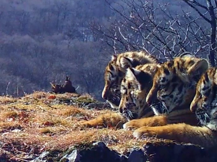 В "Земле леопарда" засняли уникальное видео с четырьмя играющими тигрятами