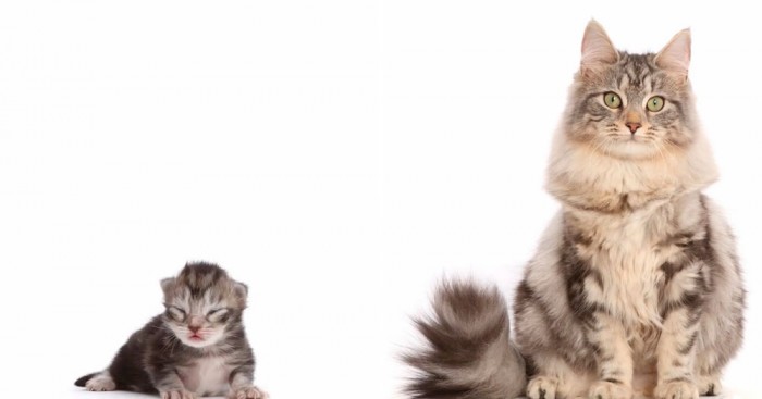 Фотограф показал взросление кошки в ускоренном виде, и вот как выглядит путь из детства в матёрость