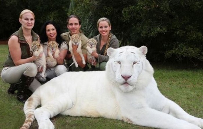 У белого льва и белой тигрицы родились детеныши