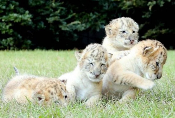 У белого льва и белой тигрицы родились детеныши