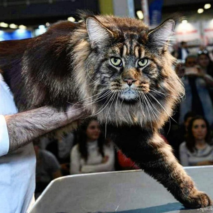 Этот кот официально самый длинный в мире. Его хобби: кататься в детской коляске и удивлять прохожих