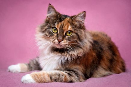 Как назвать трёхцветную кошку или кота: разные варианты выбора имён