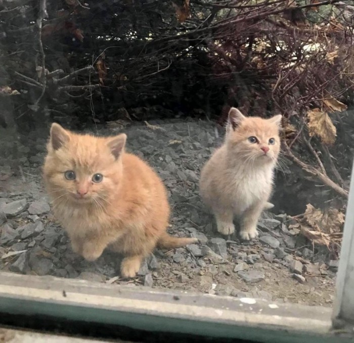 Котята жались к друг другу, заглядывая в окно голодными глазами