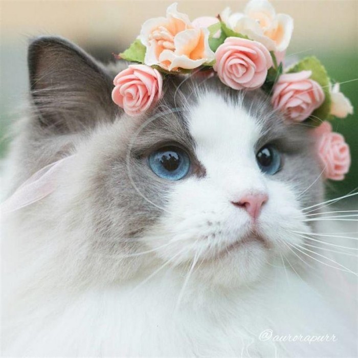 Подборка самых милых и очаровательных котиков