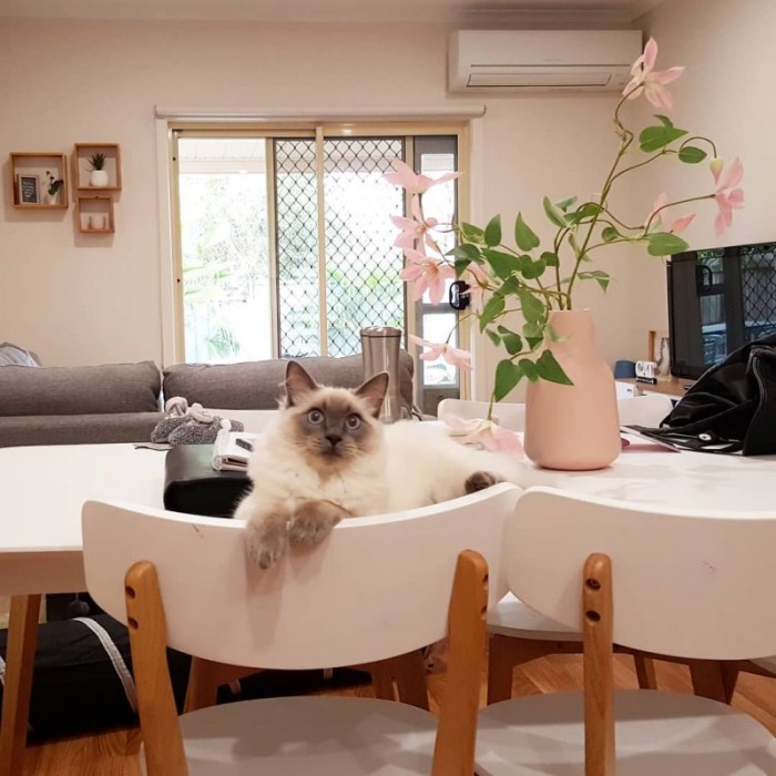 20 котов, которые считают себя хозяевами дома