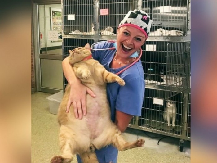 В США страдающий ожирением 15-килограммовый кот нашел новую семью, где его посадят на диету