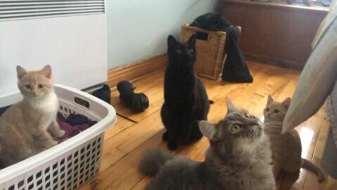Найденные в промзоне голодные котята готовы друг ради друга на всё