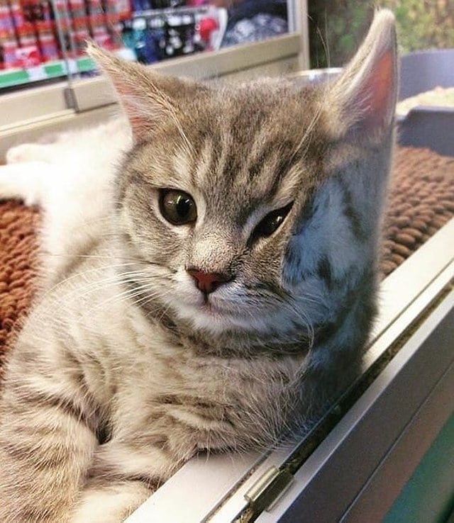 Котёнок забавно прислонился мордочкой к стеклу, и в сети тут же прикоснулись к нему фотошопом