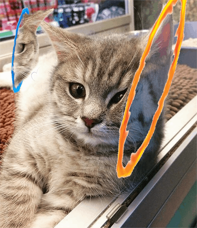 Котёнок забавно прислонился мордочкой к стеклу, и в сети тут же прикоснулись к нему фотошопом