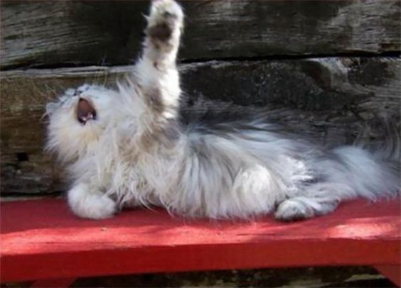 Усатые актёры: 10+ творческих котов, которые заслужили премию «Оскар»