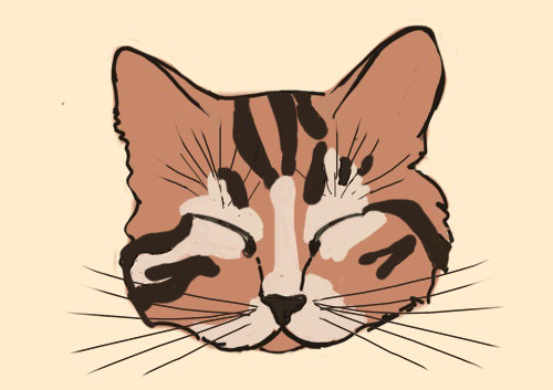 Мимика кошек: тонкости общения