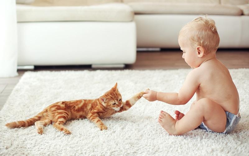 Кошка и ребёнок: опасен ли питомец для малыша