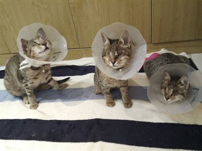 Женщина взяла из приюта трех слепых котиков, которые год ждали хозяина