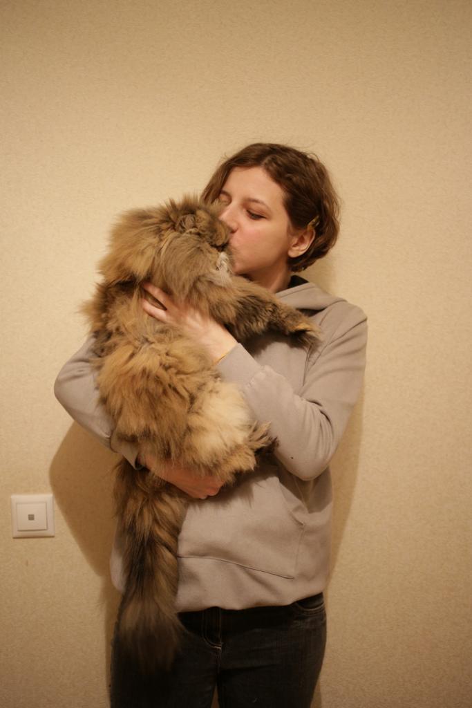 Рунет восхищен кошкой-уникумом Шерри, которую нужно вычесывать каждый день