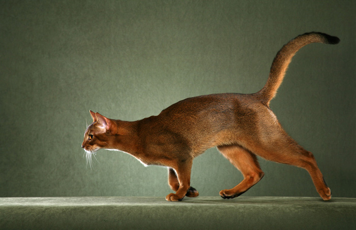 Самая быстрая кошка в мире: топ 9 скоростных пород
