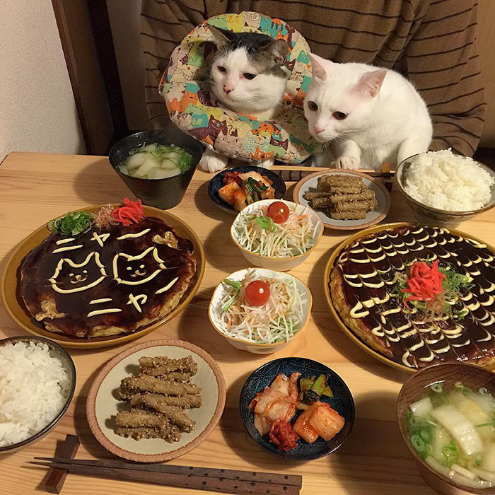 Любопытные дегустаторы: японские кошки обожают оценивать хозяйскую стряпню