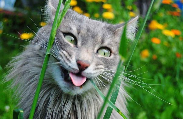 Можно ли давать валерьянку коту: советы ветеринаров