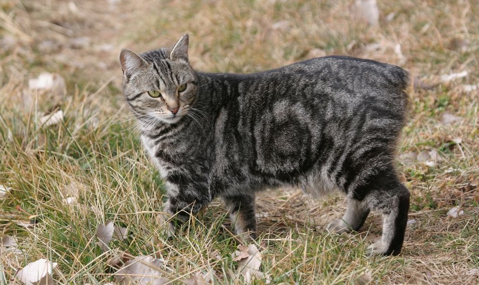 Самая быстрая кошка в мире: топ 9 скоростных пород