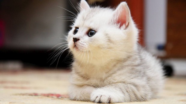 Как снизить стресс у кошки при посещении ветеринарной клиники
