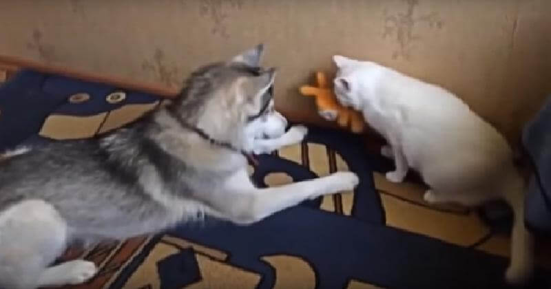 Хаски вежливо просит кота вернуть ему игрушку